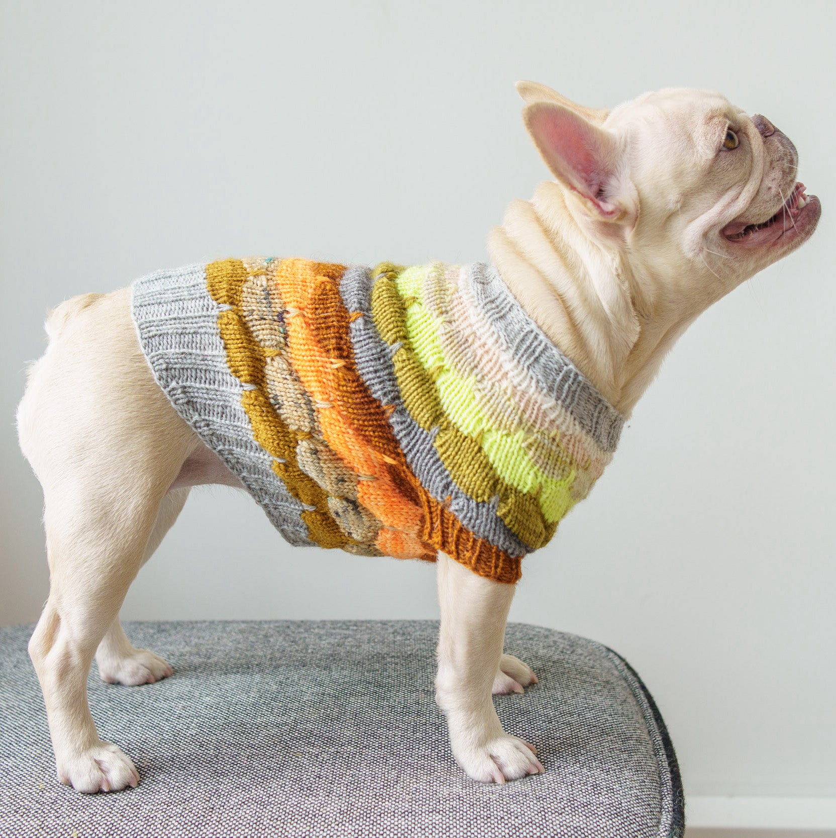 Bubble Pup Sweater