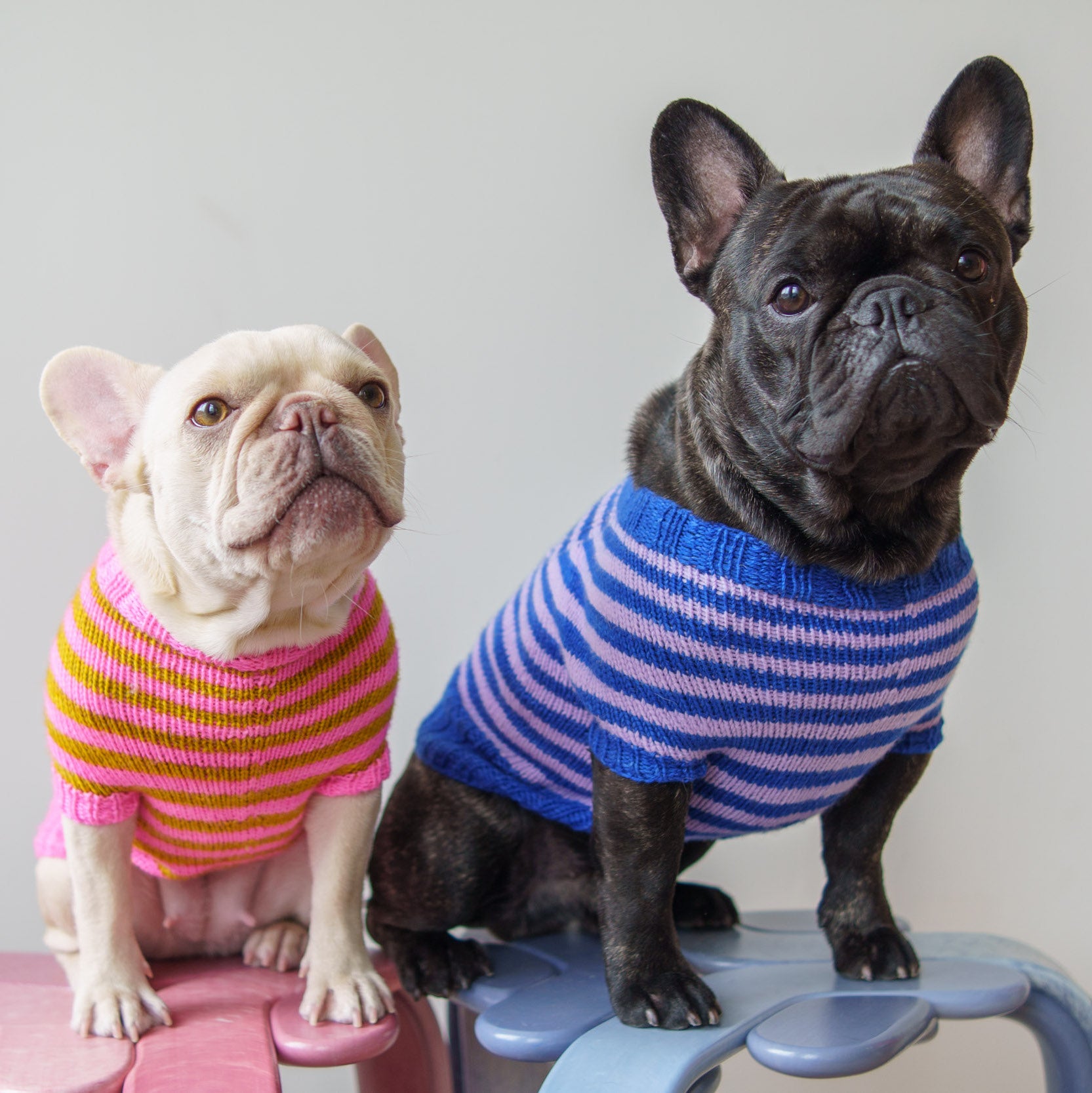 Striped Pup Sweater