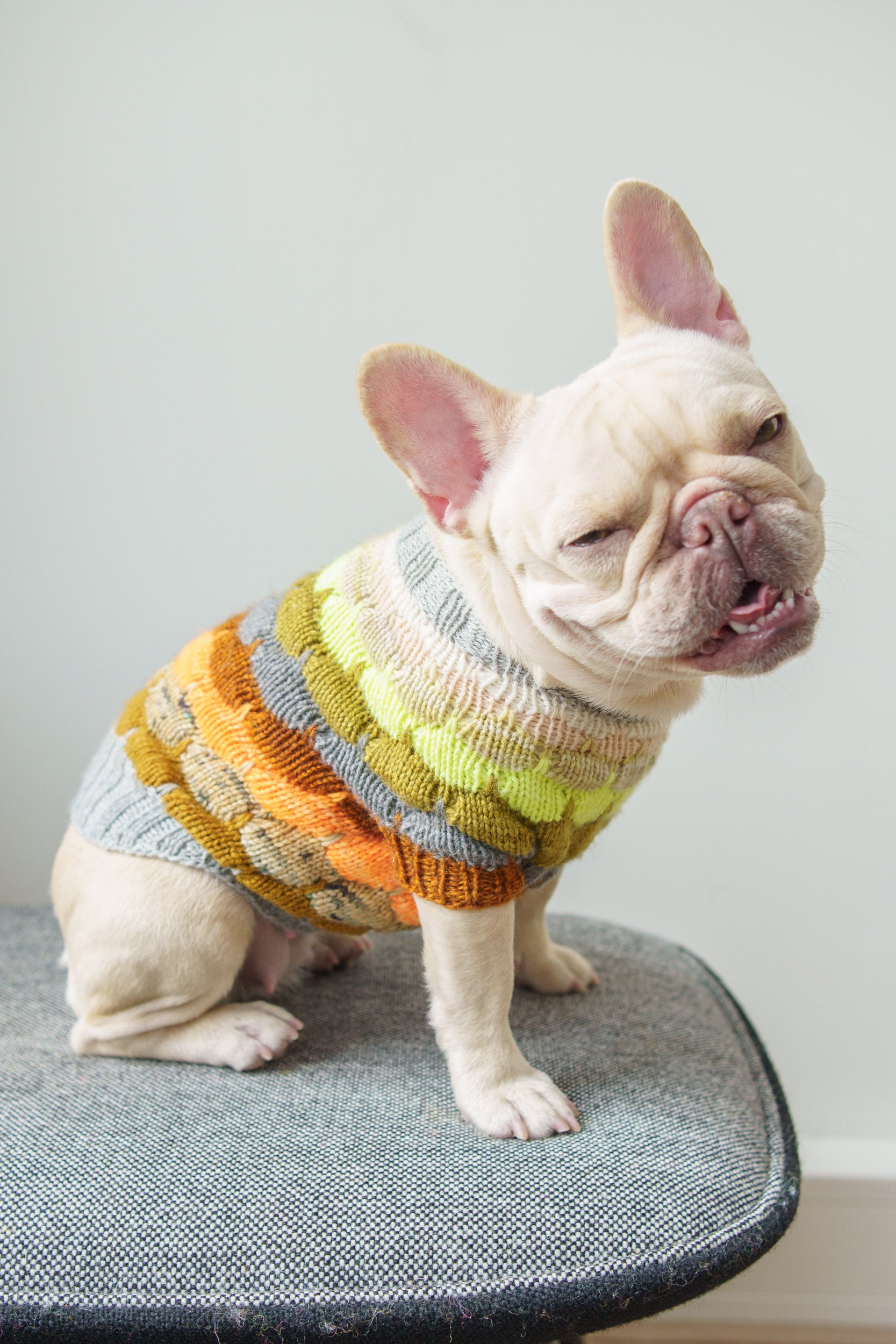 Bubble Pup Sweater