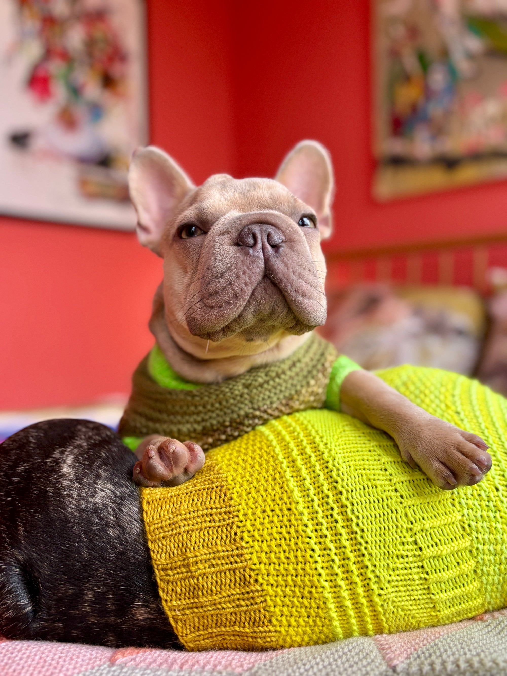 Westknits Pet Knits 2