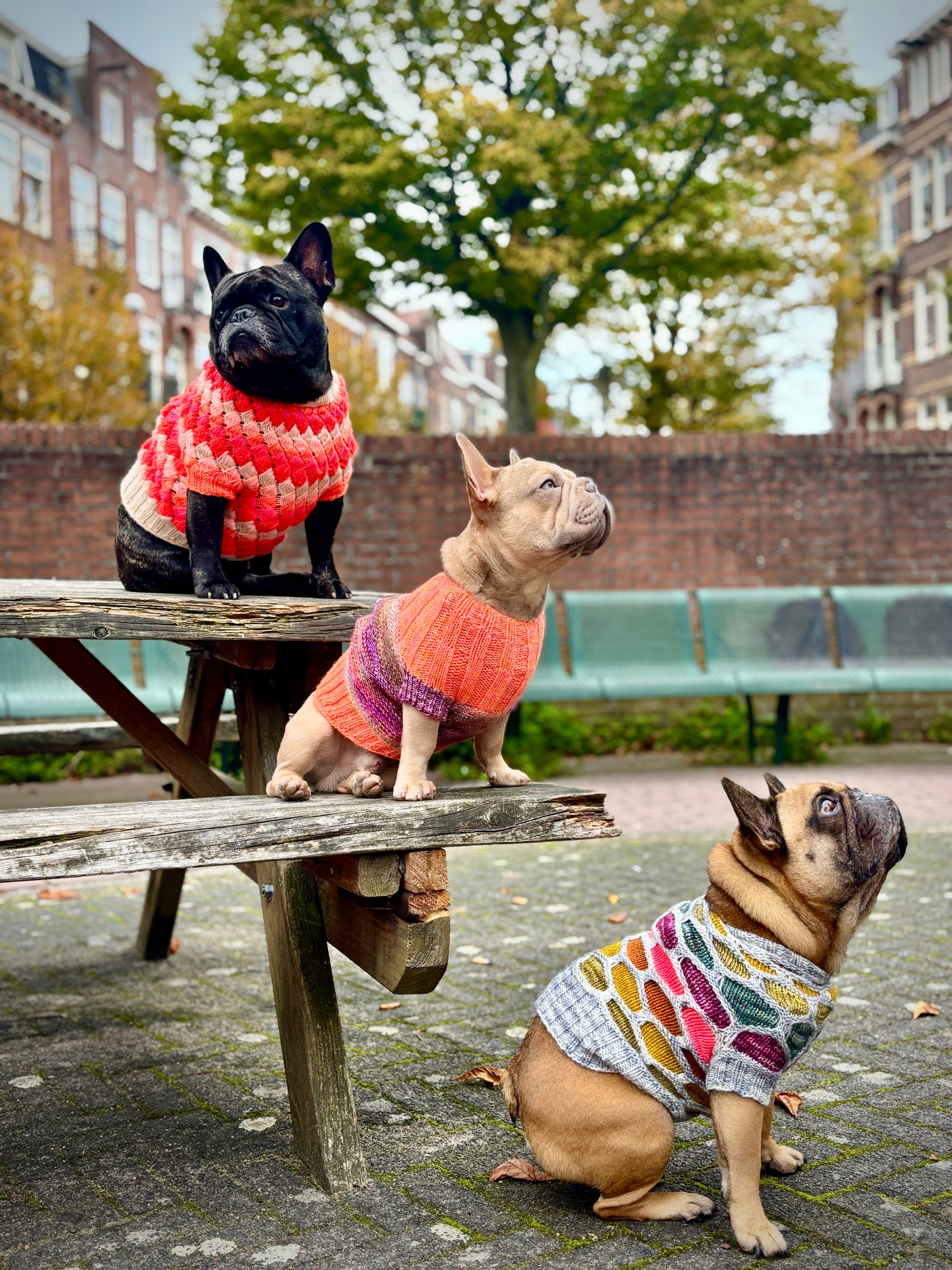 Westknits Pet Knits 2