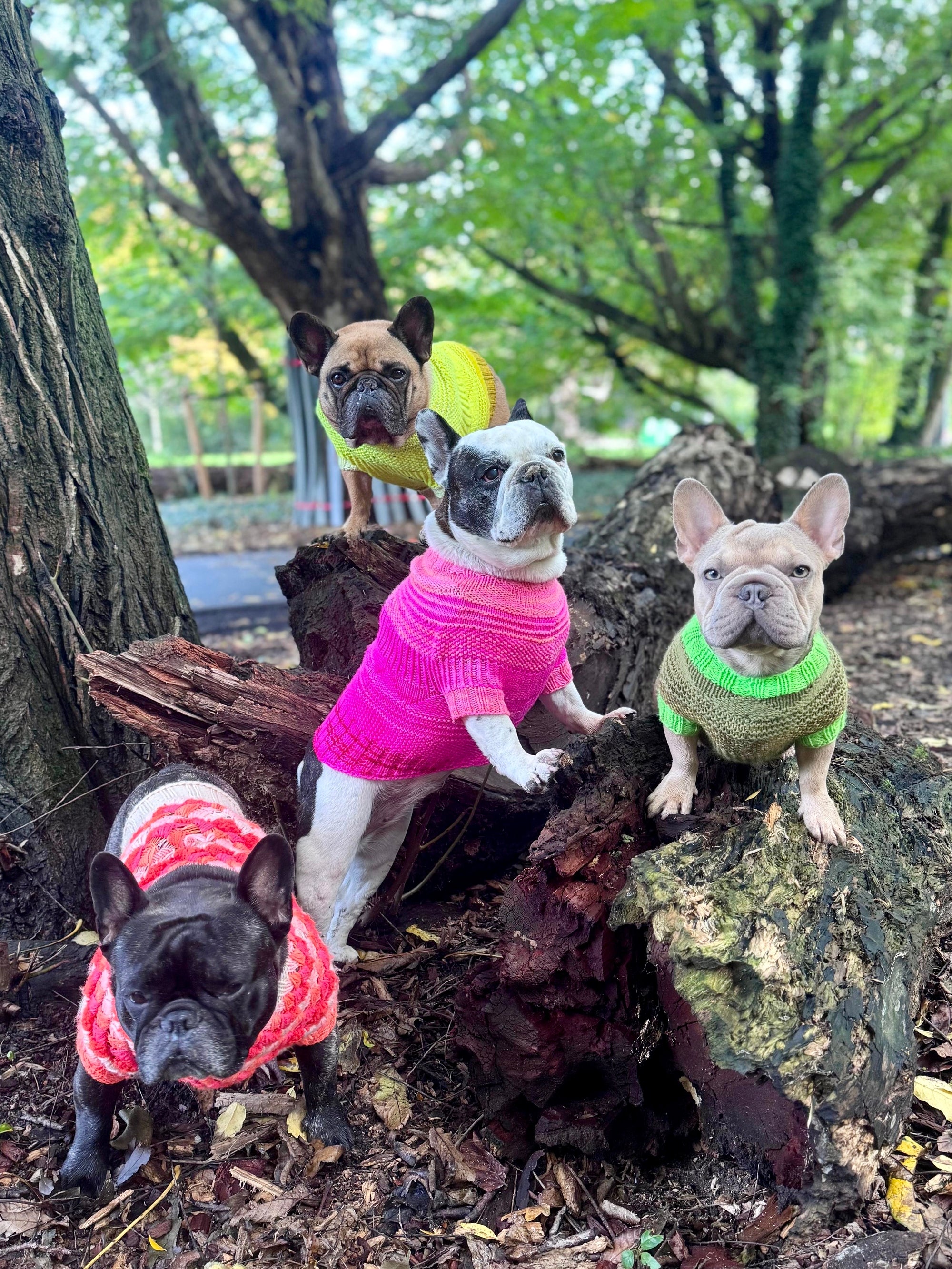 Westknits Pet Knits 2