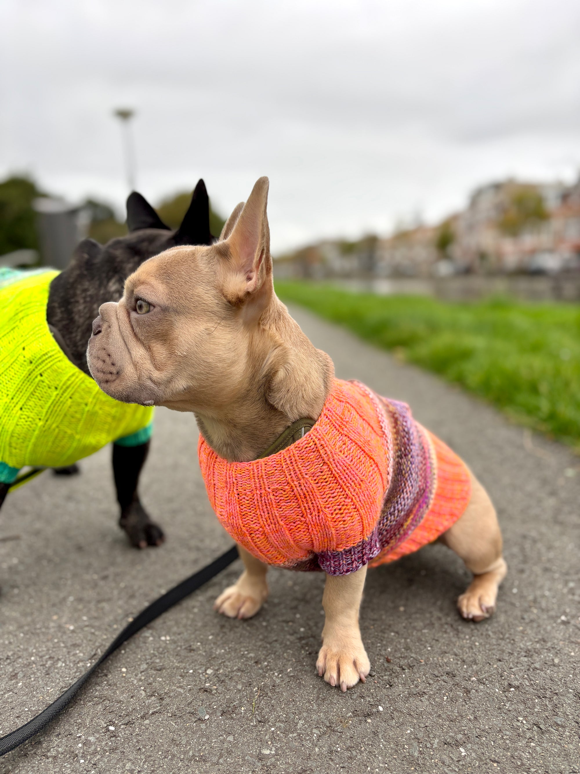 Playtime Dog Sweater