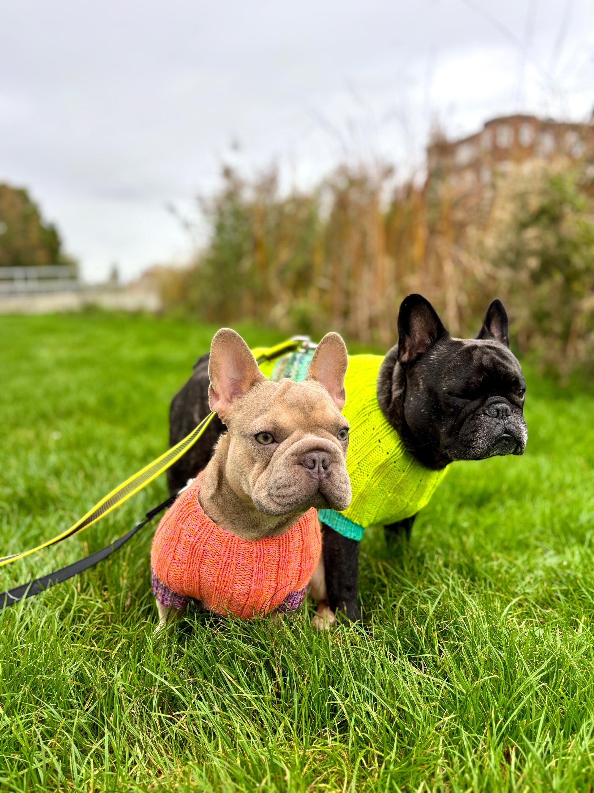 Playtime Dog Sweater