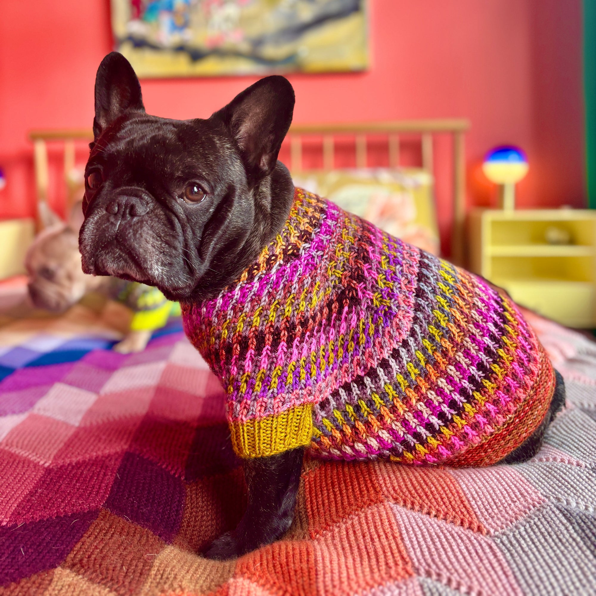 Syncopated Dog Sweater