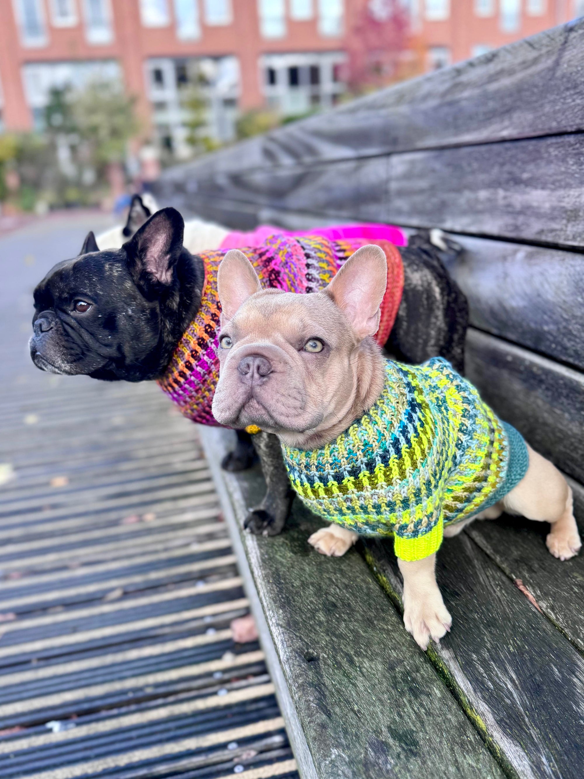 Syncopated Dog Sweater