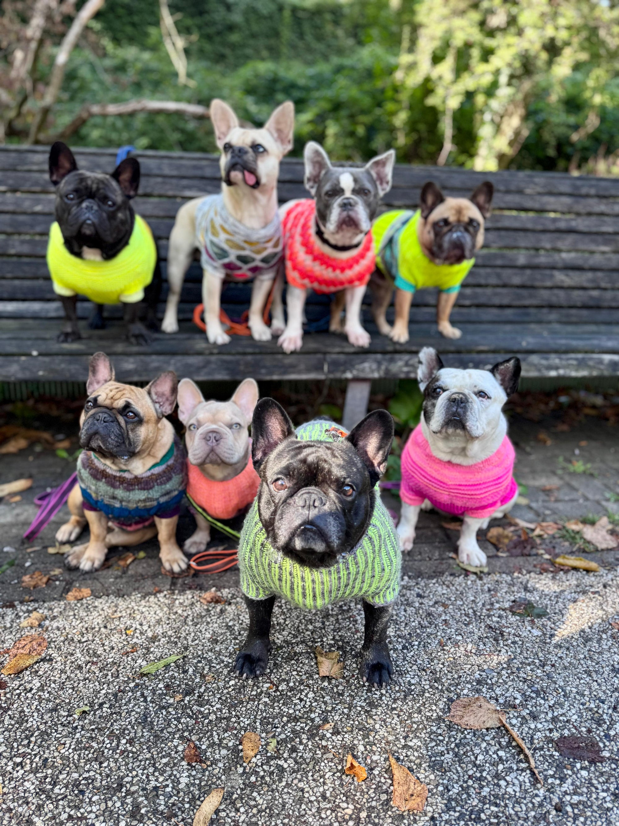 Westknits Pet Knits 2