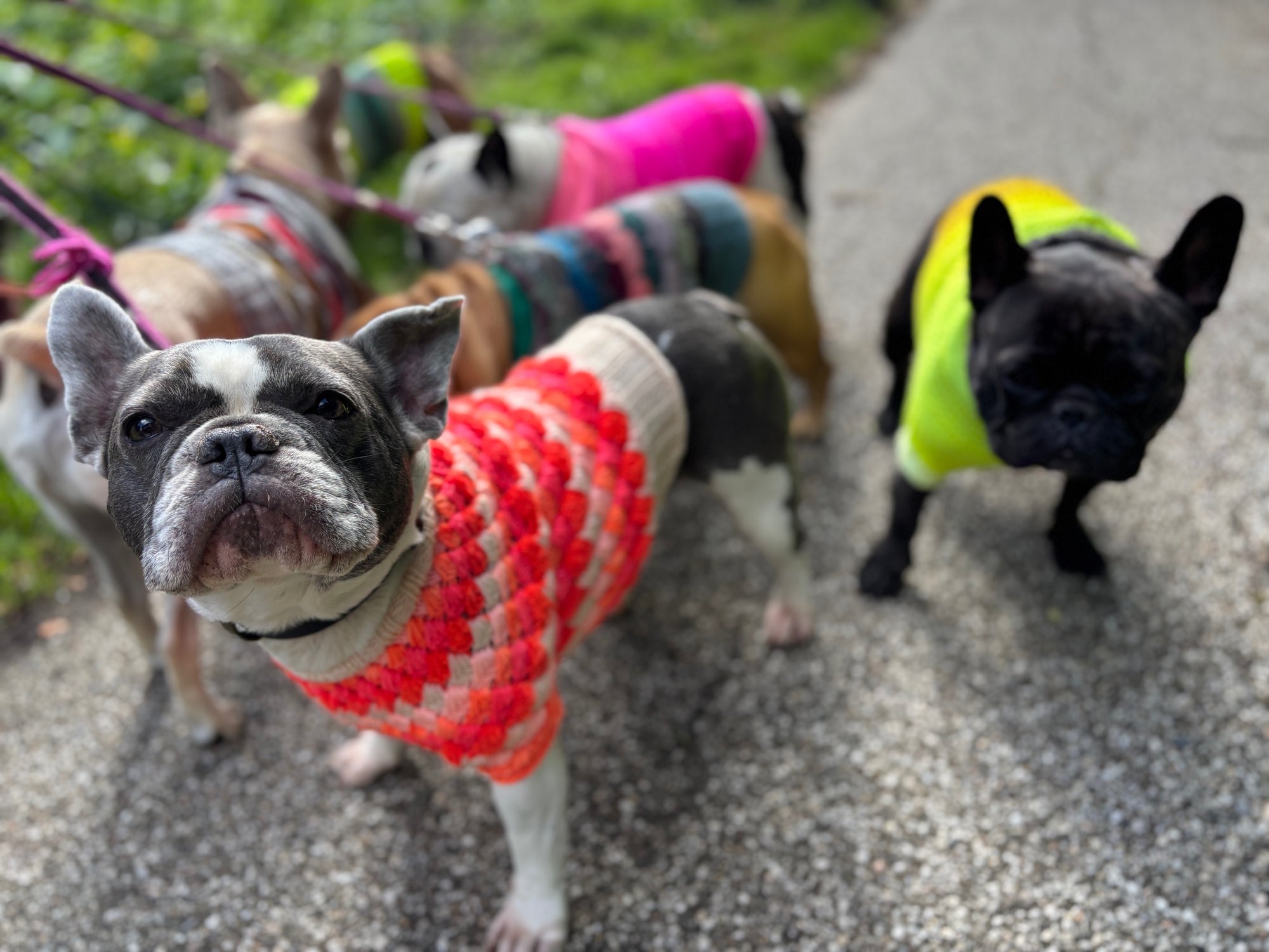 Westknits Pet Knits 2