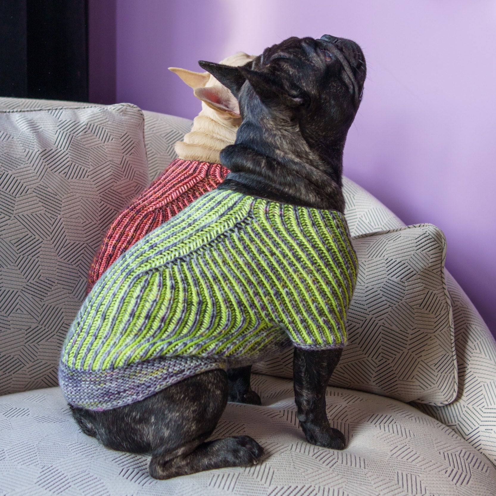 Sweater Crochet Knitting Patterns For Dog Coats Free Easy Pattern