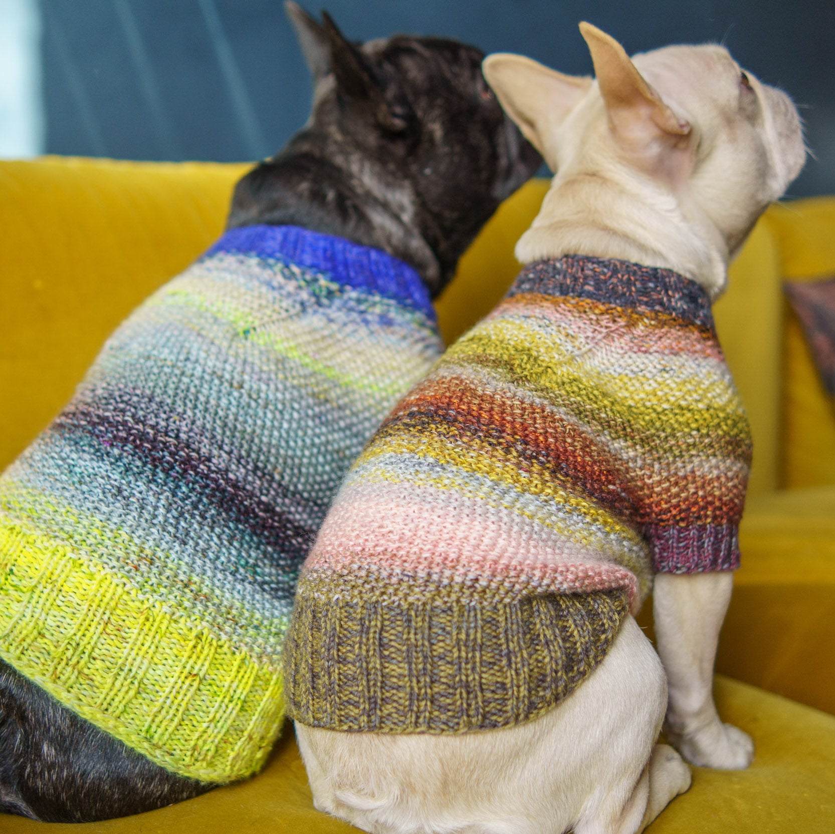 French Bulldog Dog Jumper Knitting Kit Marled Pup Sweater Westknits